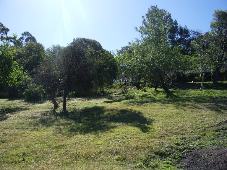 Scene of orchard with bushhaven homestead above