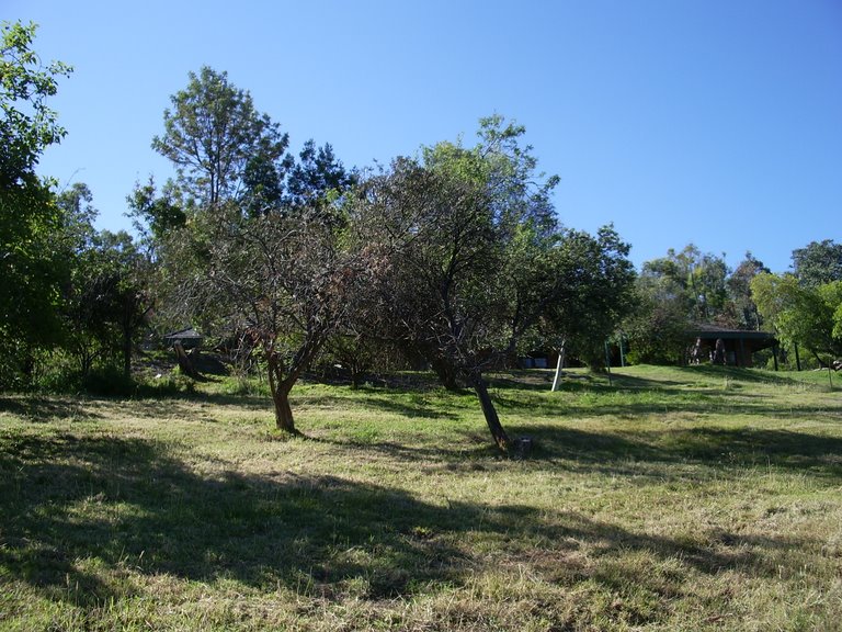 Scene of orchard with bushhaven homestead above