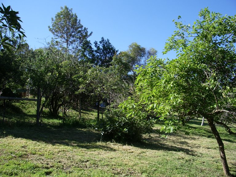 Scene of orchard with bushhaven homestead above