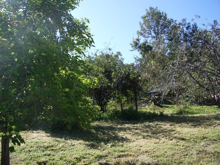 Scene of orchard with bushhaven homestead above